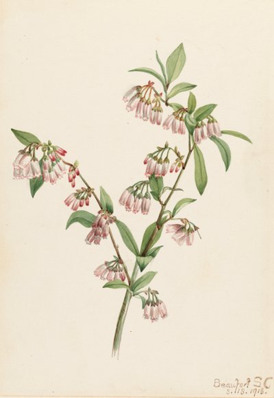 Pineland Blueberry Vaccinium tenellum, 1918. 作者 玛丽·沃克斯·沃尔科特