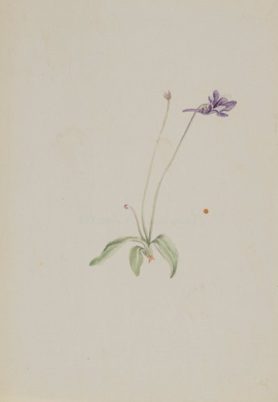 Pinguicula vulgaris 作者 玛丽·沃克斯·沃尔科特
