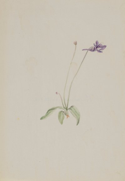 Pinguicula vulgaris，约1930年代初。 作者 玛丽·沃克斯·沃尔科特