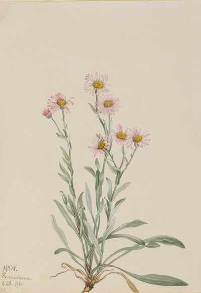 Pink Fleabane Erigeron caespitosus, 1921. 作者 玛丽·沃克斯·沃尔科特