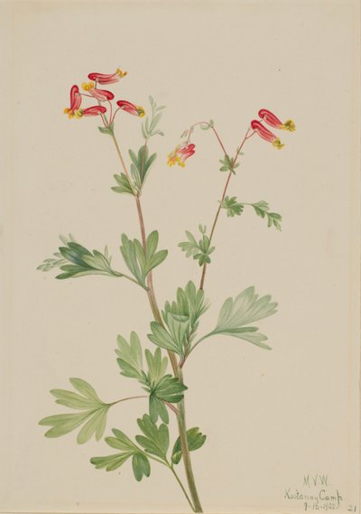 Pink Fumeroot Capnoides sempervirens, 1922. 作者 玛丽·沃克斯·沃尔科特