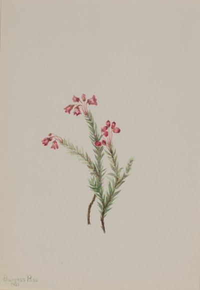 粉红石楠（Phyllodoce empetriformis） 作者 玛丽·沃克斯·沃尔科特