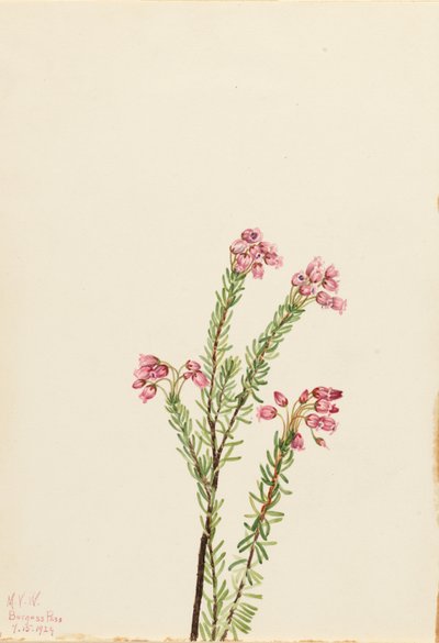 粉红山石楠（Phyllodoce empetriformis） 作者 玛丽·沃克斯·沃尔科特