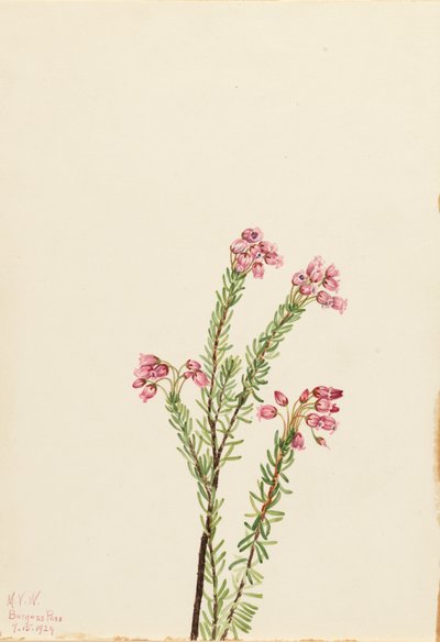 粉红山石楠 Phyllodoce empetriformis, 1924. 作者 玛丽·沃克斯·沃尔科特