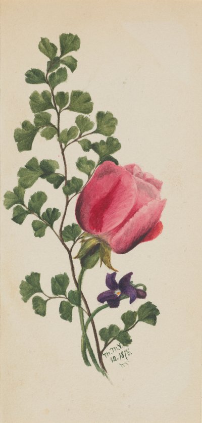粉红玫瑰与紫罗兰，1876年。 作者 玛丽·沃克斯·沃尔科特