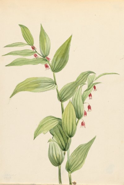粉红色扭曲的茎秆Streptopus curvipes，1913年。 作者 玛丽·沃克斯·沃尔科特
