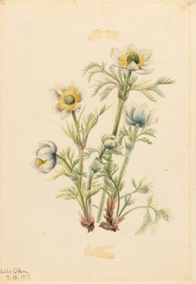 翎毛海葵（Pulsatilla occidentalis） 作者 玛丽·沃克斯·沃尔科特
