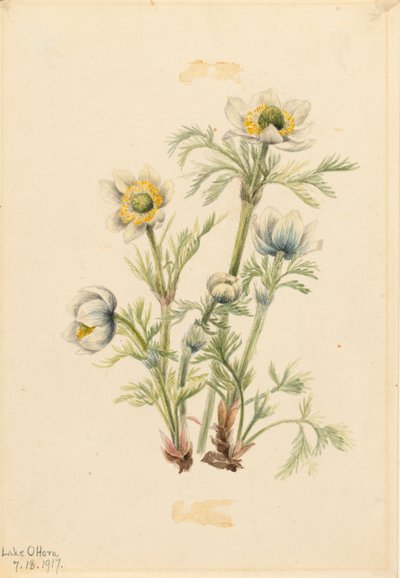 Plume Anemone Pulsatilla occidentalis, 1917. 作者 玛丽·沃克斯·沃尔科特