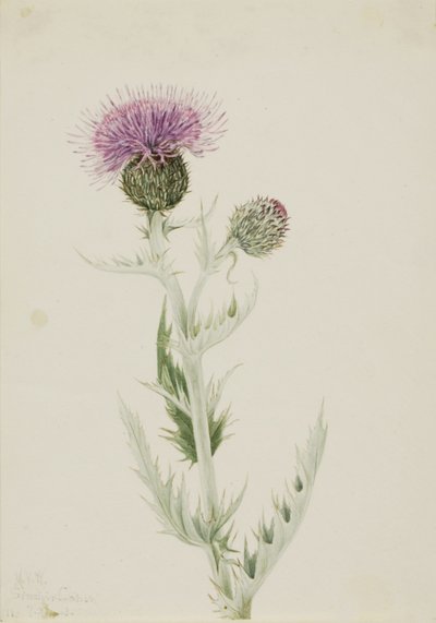 草原蓟（Cirsium undulatum） 作者 玛丽·沃克斯·沃尔科特