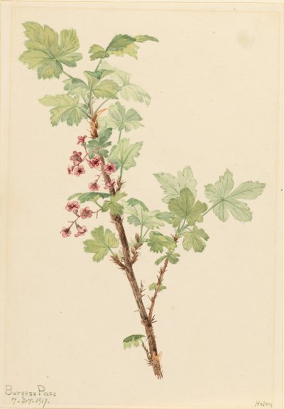 刺醋栗（Ribes lacustre） 作者 玛丽·沃克斯·沃尔科特