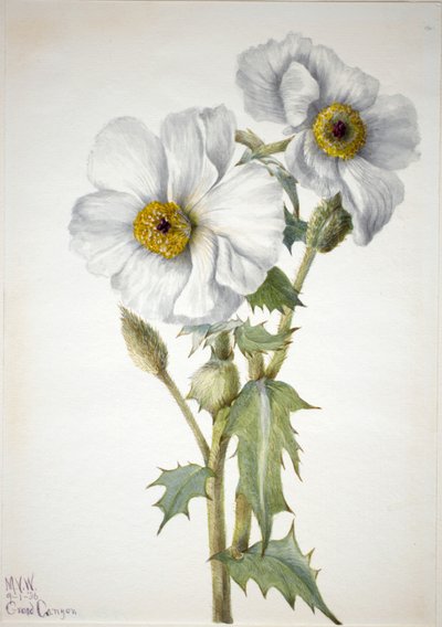 Prickly Poppy Argemone hispeda，1936年。 作者 玛丽·沃克斯·沃尔科特