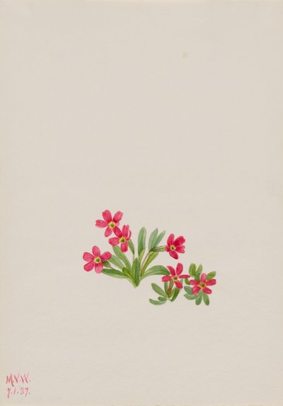 报春花（Primula angustifolia） 作者 玛丽·沃克斯·沃尔科特