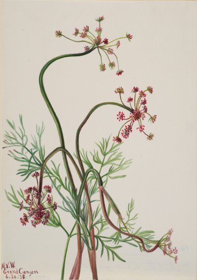 Pseudocymopterus montanus, 1938. 作者 玛丽·沃克斯·沃尔科特