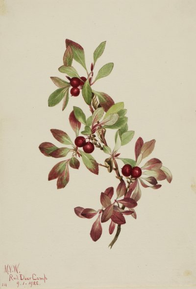 Ptarmiganberry Arctous alpina, 1922. 作者 玛丽·沃克斯·沃尔科特