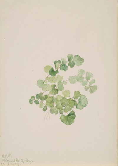 Puccoon Lithospermum ruderale, 1923. 作者 玛丽·沃克斯·沃尔科特