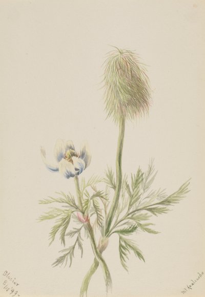 Pulsatilla occidentalis，1899。 作者 玛丽·沃克斯·沃尔科特