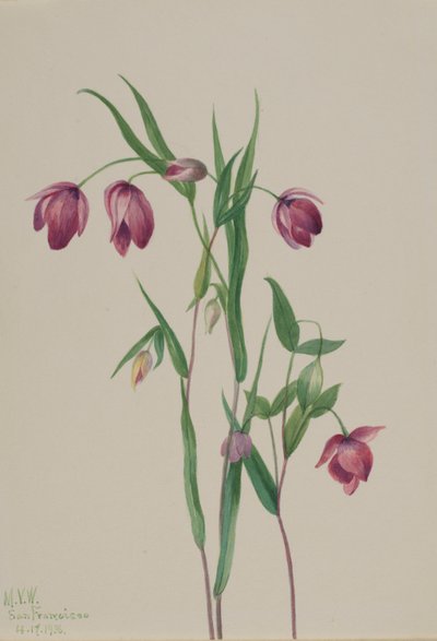 紫色仙女灯（Calochortus anoenum） 作者 玛丽·沃克斯·沃尔科特