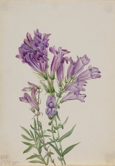 紫色五步蛇（Pentstemon lyallii) 作者 玛丽·沃克斯·沃尔科特
