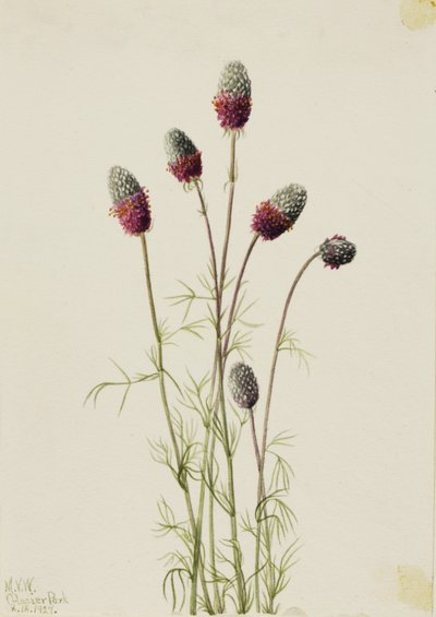 紫色绣线菊（Petalostemon purpureum） 作者 玛丽·沃克斯·沃尔科特