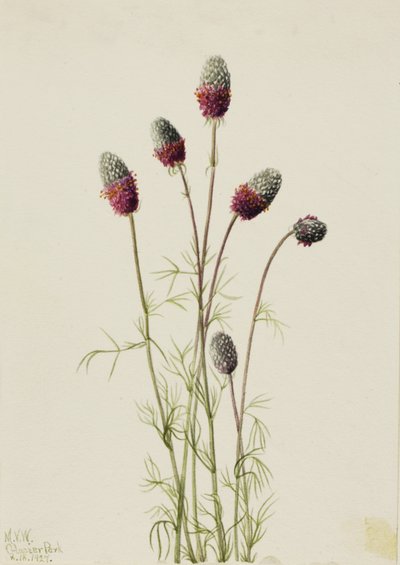 Purple Prairieclover Petalostemon purpureum, 1927. 作者 玛丽·沃克斯·沃尔科特