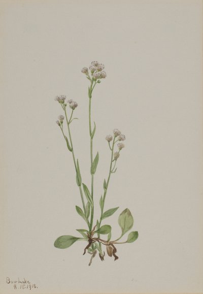 猫爪草（Antennaria racemosa） 作者 玛丽·沃克斯·沃尔科特