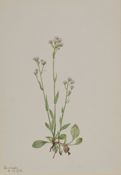 Pussy-Toes Antennaria racemosa, 1918. 作者 玛丽·沃克斯·沃尔科特