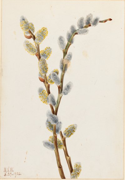 脓柳（Salix discolor） 作者 玛丽·沃克斯·沃尔科特