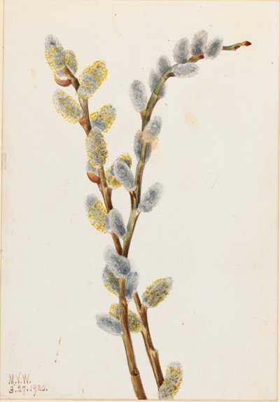 Pussy Willow Salix discolor, 1920. 作者 玛丽·沃克斯·沃尔科特