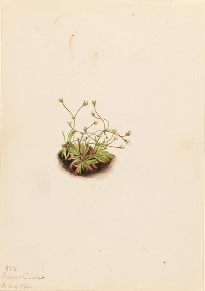 侏儒鲵（Androsace subumbellata） 作者 玛丽·沃克斯·沃尔科特