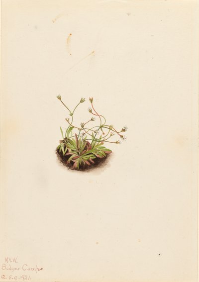 Pygmy Androsace Androsace subumbellata, 1921. 作者 玛丽·沃克斯·沃尔科特