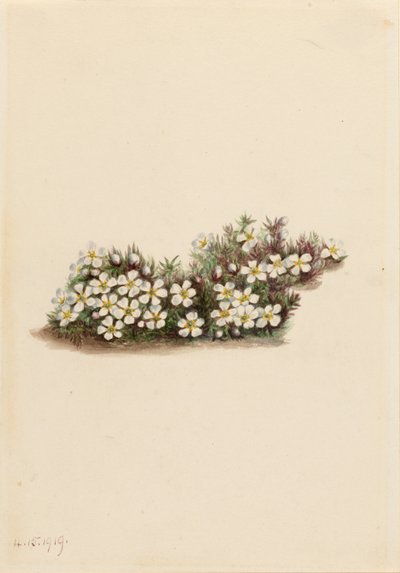 Pyxie (Pyxidanthera barbulata) 作者 玛丽·沃克斯·沃尔科特