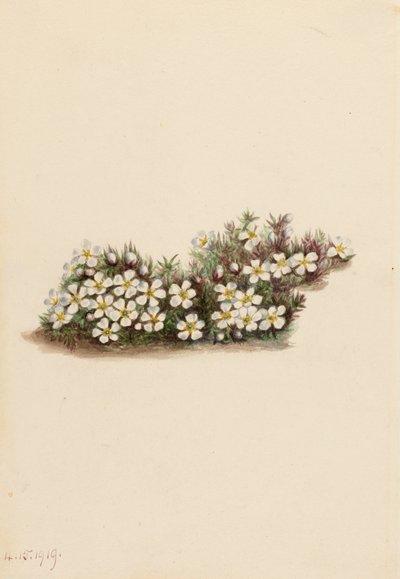 Pyxie Pyxidanthera barbulata, 1919. 作者 玛丽·沃克斯·沃尔科特