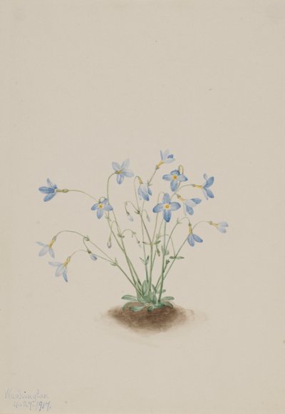 贵格花（Houstonia caerulea） 作者 玛丽·沃克斯·沃尔科特