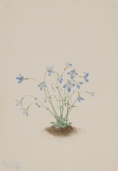 Quakerladies Houstonia caerulea, 1917. 作者 玛丽·沃克斯·沃尔科特
