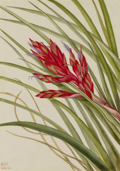 簇叶莳萝（Tillandsia fasciculata） 作者 玛丽·沃克斯·沃尔科特