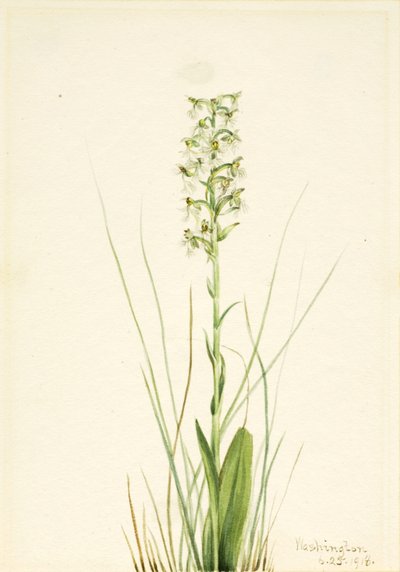 Ragged Fringe-orchid Habenaria lacera, 1918. 作者 玛丽·沃克斯·沃尔科特