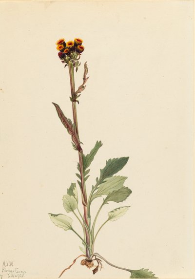 Rayless Groundsel Senecio pauciflorus，1921。 作者 玛丽·沃克斯·沃尔科特