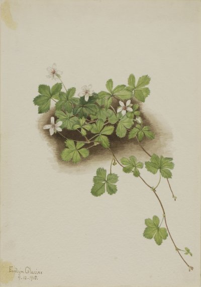 红露莓（Rubus pedatus） 作者 玛丽·沃克斯·沃尔科特