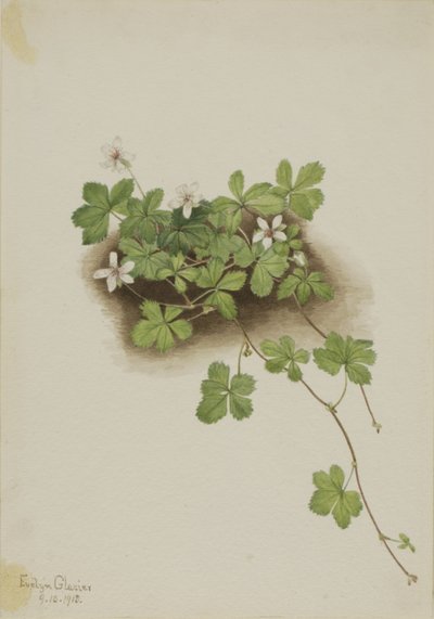 红杜鹃花 Rubus pedatus, 1918. 作者 玛丽·沃克斯·沃尔科特