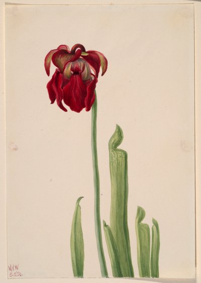 红色垂盆草（Sarracenia jonesii） 作者 玛丽·沃克斯·沃尔科特