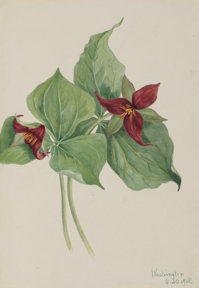 红色的Trillium Trillium erectum，1918年。 作者 玛丽·沃克斯·沃尔科特
