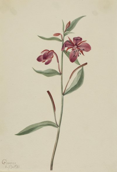 Red Willowweed Epilobium latifolium, 1911. 作者 玛丽·沃克斯·沃尔科特