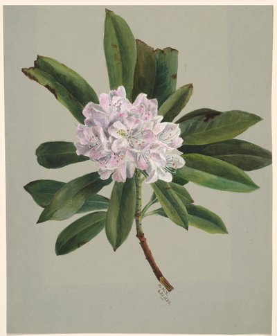 Rhododendron Rhododendron maximum, 1880. 作者 玛丽·沃克斯·沃尔科特