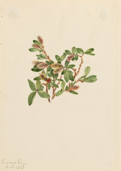 岩柳 Salix petrophila, 1917. 作者 玛丽·沃克斯·沃尔科特