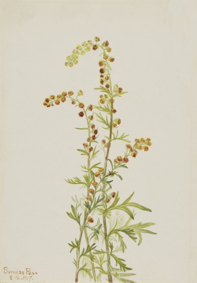 Rock Wormwood Artemisia discolor, 1917. 作者 玛丽·沃克斯·沃尔科特