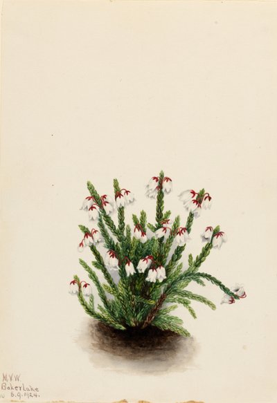 落基山仙后座（Cassiope mertensiana） 作者 玛丽·沃克斯·沃尔科特