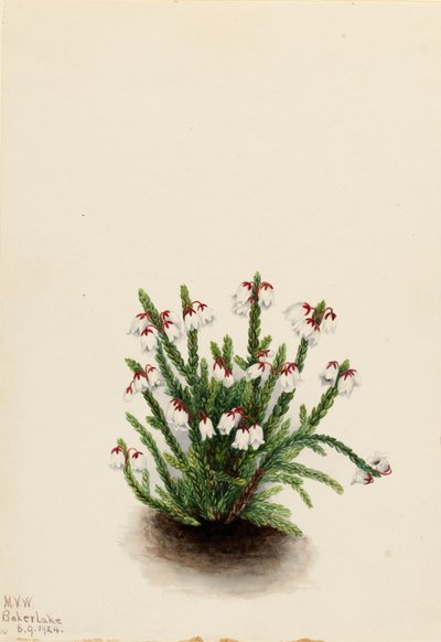 Rocky Mountain Cassiope Cassiope mertensiana, 1924. 作者 玛丽·沃克斯·沃尔科特