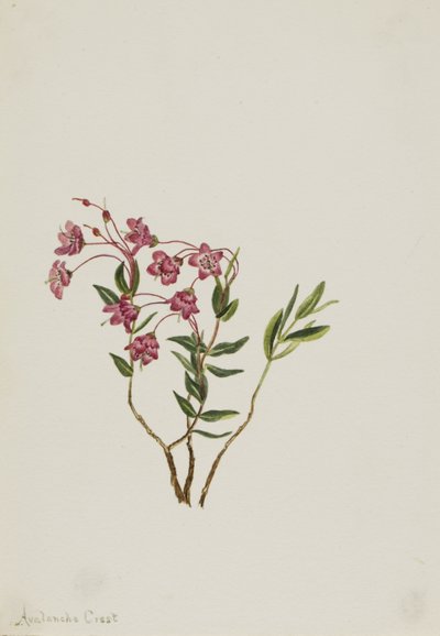 落基山石莲花（Kalmia microphylla） 作者 玛丽·沃克斯·沃尔科特