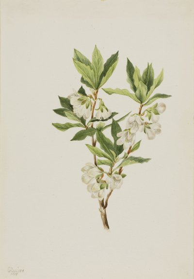 落基山杜鹃花（Rhododendron albiflorum） 作者 玛丽·沃克斯·沃尔科特