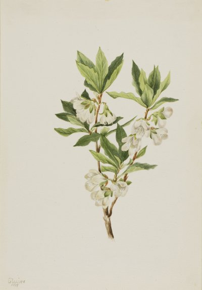 Rocky Mountain Rhododendron Rhododendron albiflorum, 1901. 作者 玛丽·沃克斯·沃尔科特